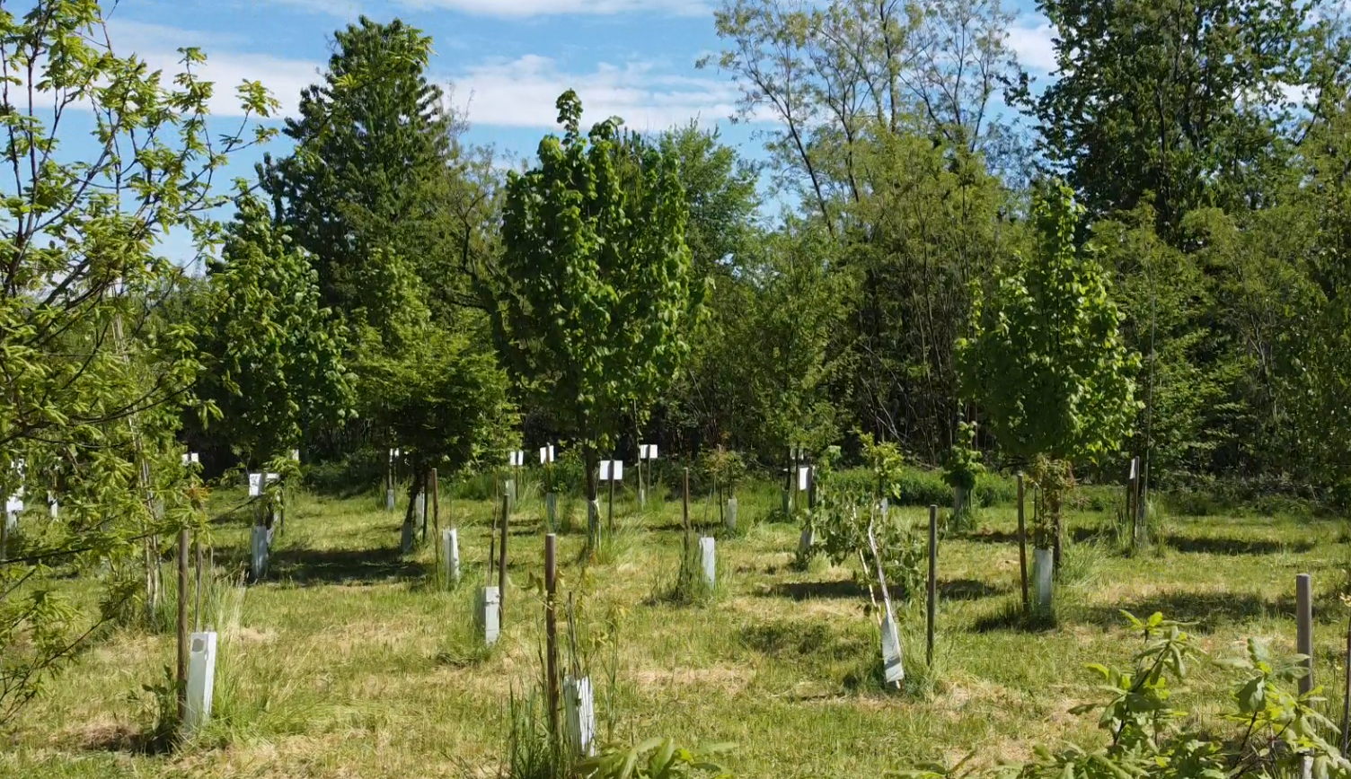 Nascita Società Agricola Bosco dei Ricordi